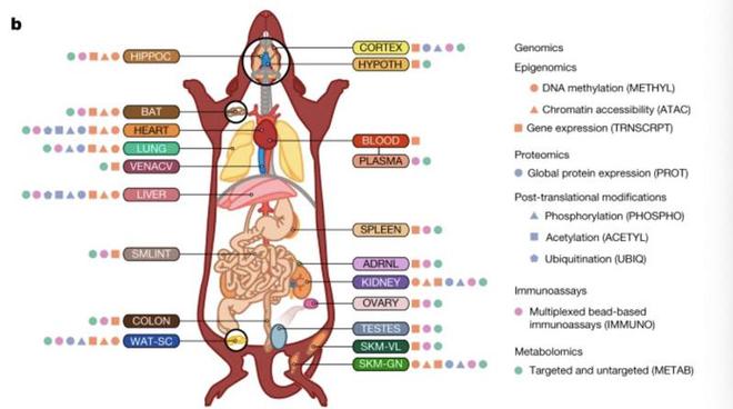 《自然》连发三项研究锻炼有益身体分子证据揭示