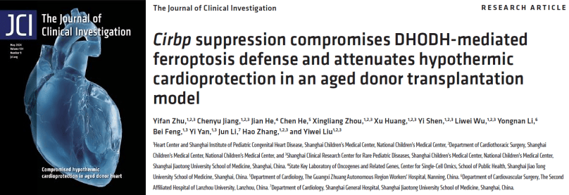 揭示高龄供体心脏移植效果欠佳新机制！JCI封面文章发表上海儿童医学中心研究