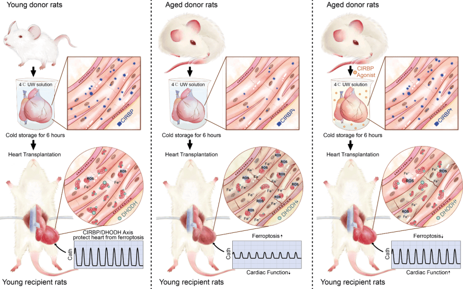 揭示高龄供体心脏移植效果欠佳新机制！JCI封面文章发表上海儿童医学中心研究(图2)